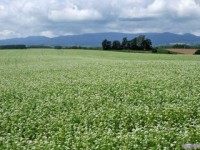 会津、いいで山麓産。