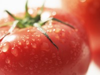 こだわりフルーツトマト入荷！